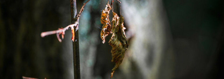 Melancholie im Herbst