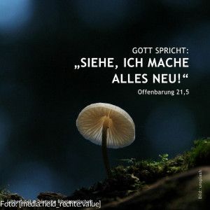 Jahreslosung_2026 1080x1080px - 7