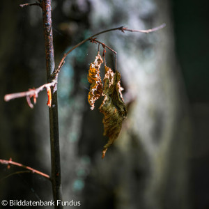 Melancholie im Herbst