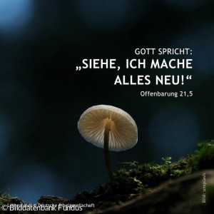 Jahreslosung_2026 1080x1080px - 7